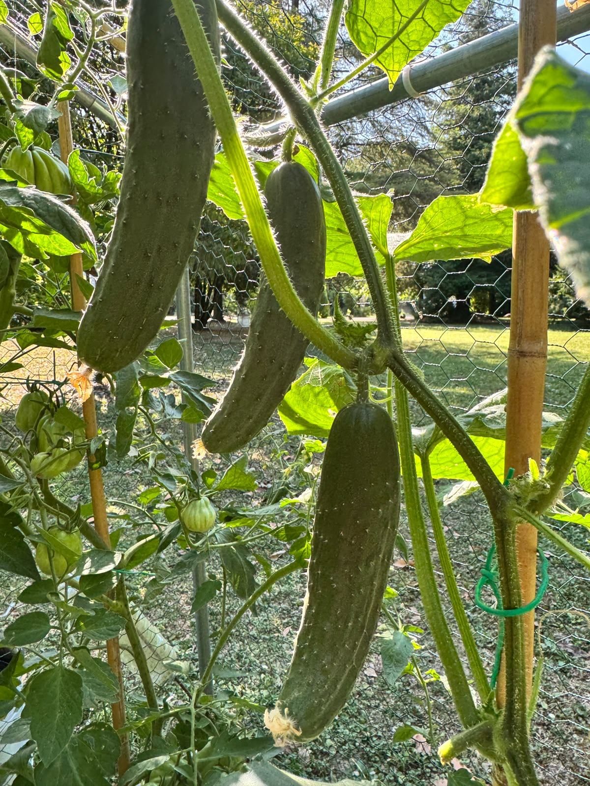 Cetrioli sulla pianta nell'orto