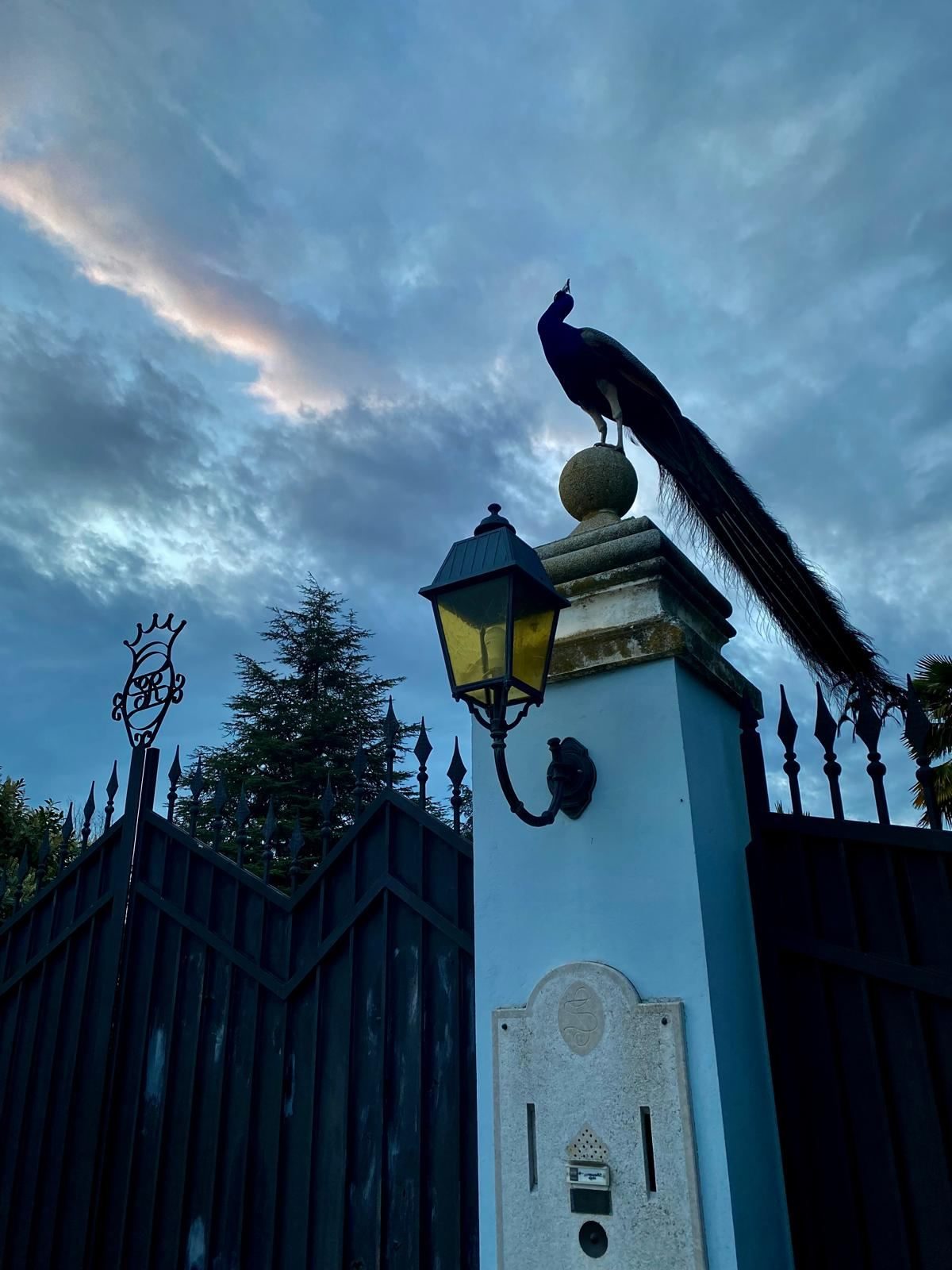 Pavone sul pilastro d'ingresso al tramonto