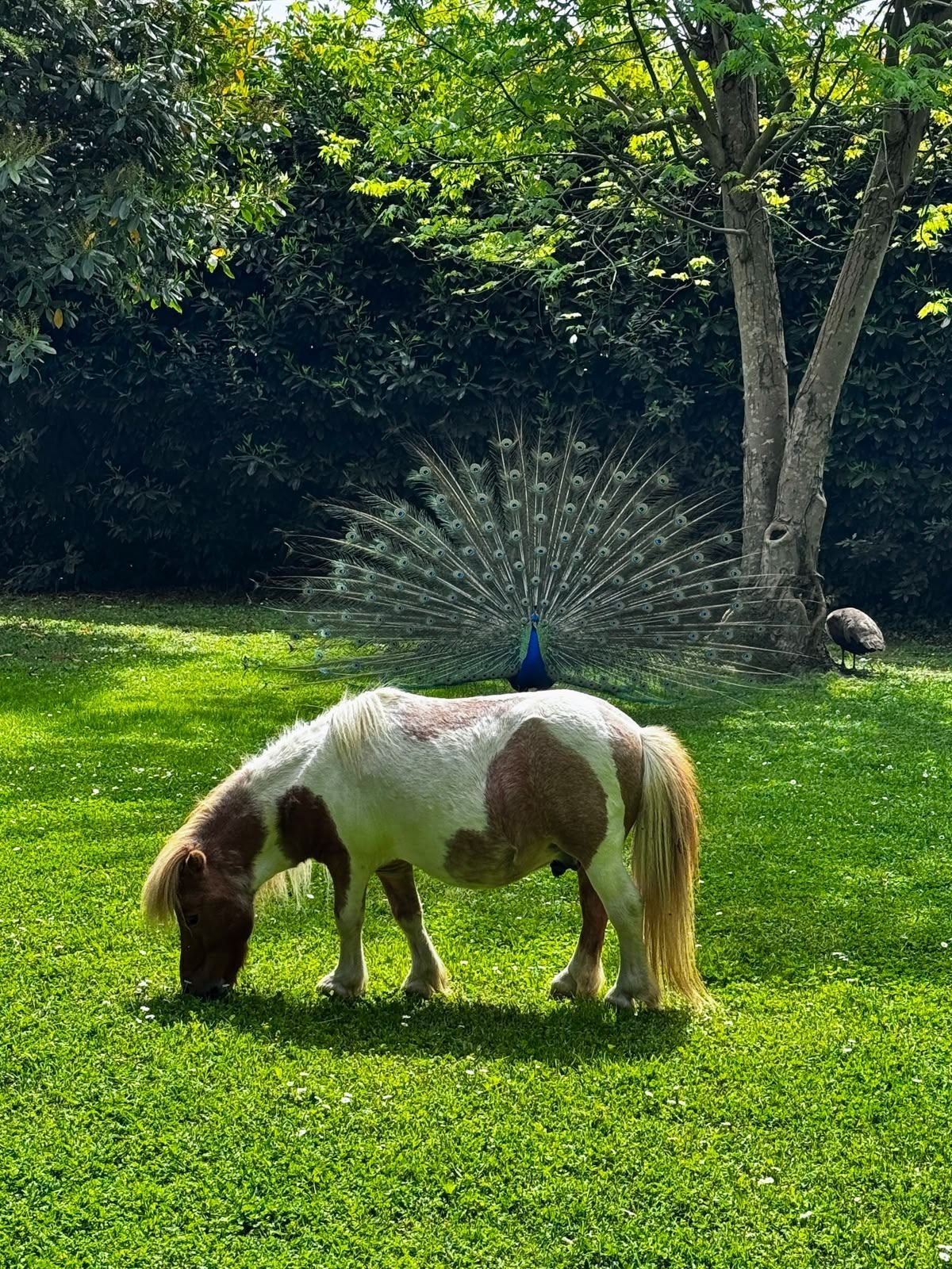 Pony e pavone insieme nel prato