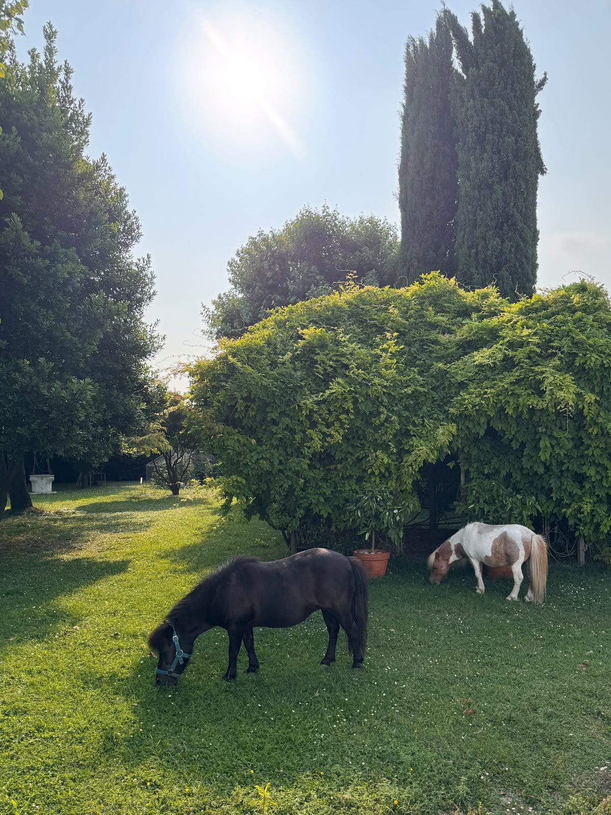 Due pony al pascolo insieme in giardino
