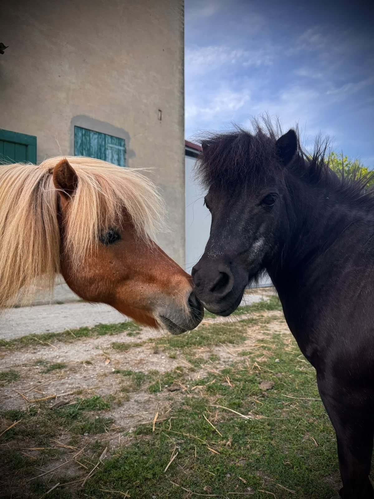 I due pony muso contro muso